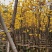 活动(看详情)多花黄花风铃木2000棵起5000棵1.8