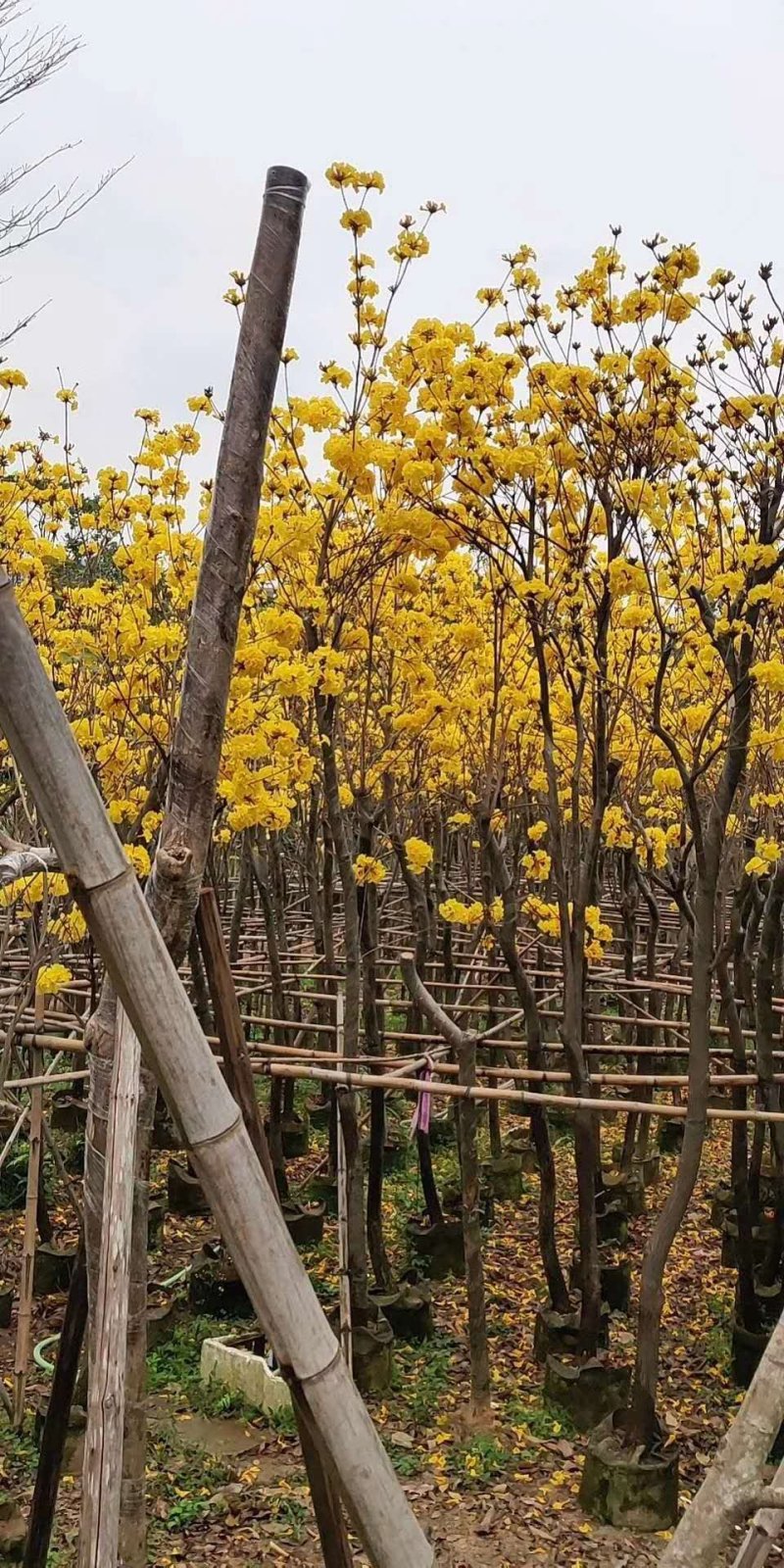 活动(看详情)多花黄花风铃木2000棵起5000棵1.8