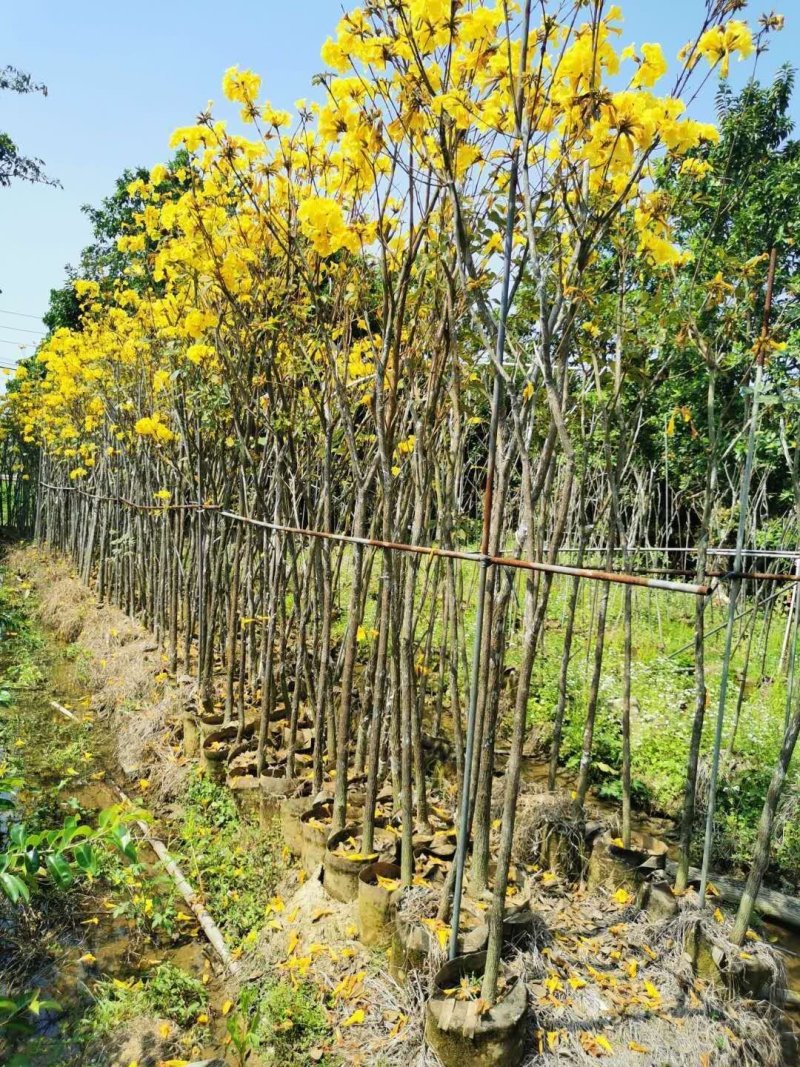 活动(看详情)多花黄花风铃木2000棵起5000棵1.8