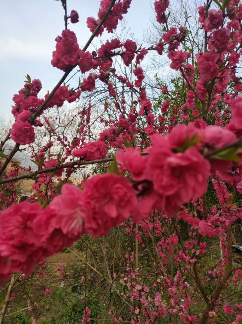 优质碧桃，红叶桃，紫叶桃