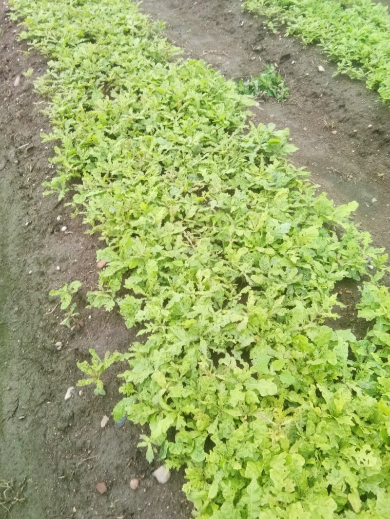 蒙古栎苗，柞树苗，橡树苗货真价实产地直发欢迎致电