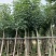特价红花风铃木(红花风铃木袋苗)二百棵起售