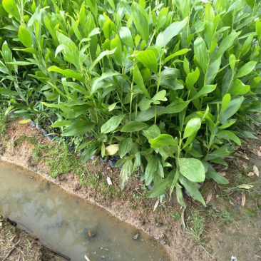 相思树苗20-50cm高，100--500高，1-5公