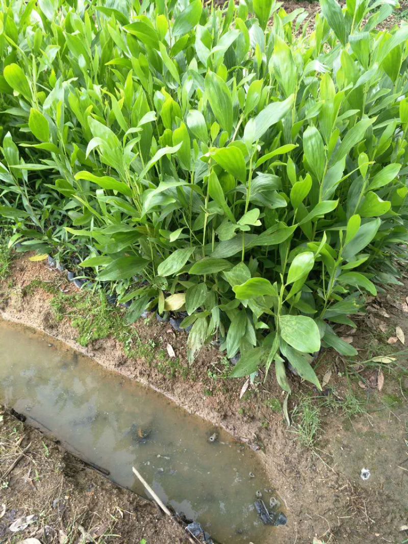 相思树苗20-50cm高，100--500高，1-5公