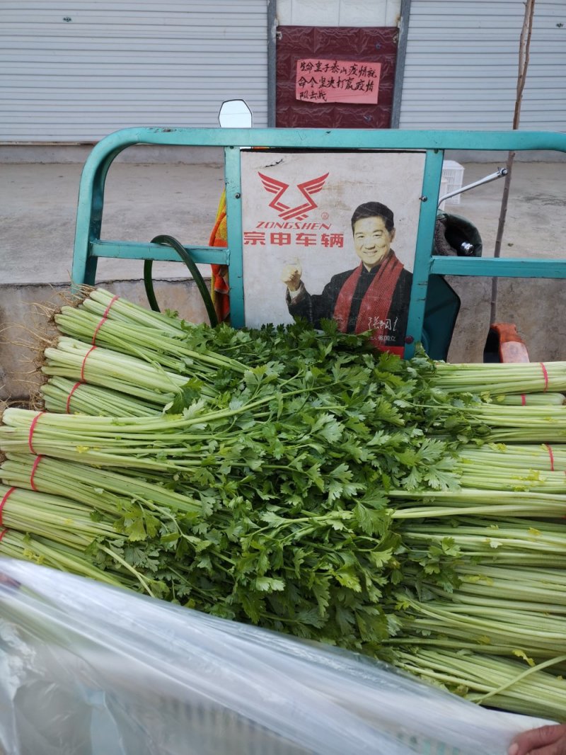 芹菜优质小香芹产地大量供应中对接批发市场，商超