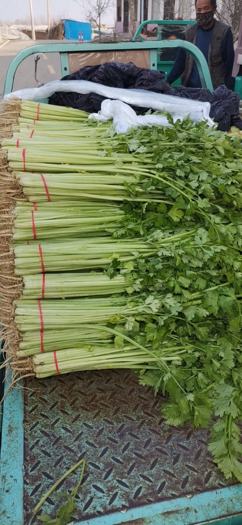 芹菜优质小香芹产地大量供应中对接批发市场，商超