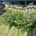 芹菜优质小香芹产地大量供应中对接批发市场,商超