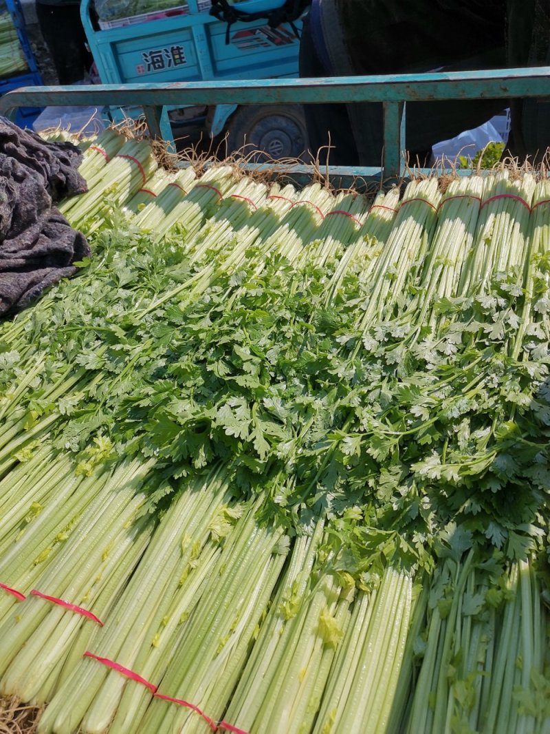 芹菜优质小香芹产地大量供应中对接批发市场，商超