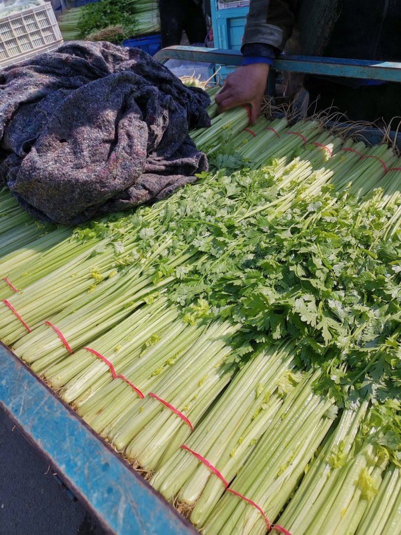 芹菜优质小香芹产地大量供应中对接批发市场，商超