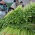 芹菜优质小香芹产地大量供应中对接批发市场,商超