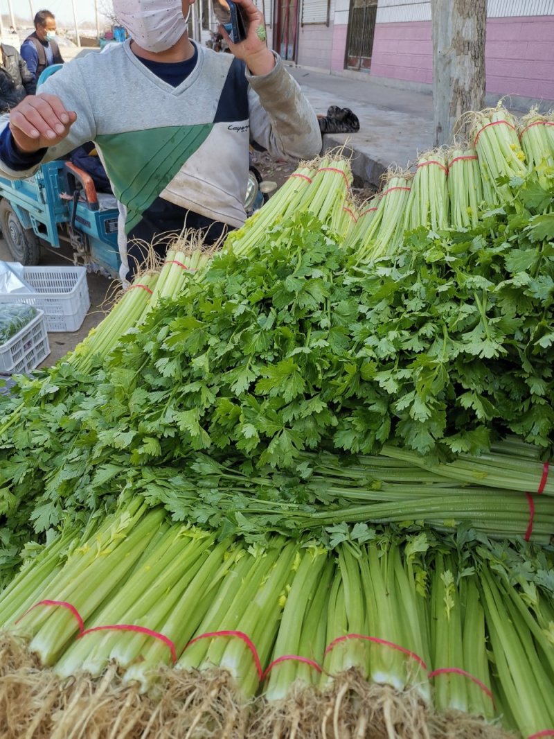 芹菜优质小香芹产地大量供应中对接批发市场，商超