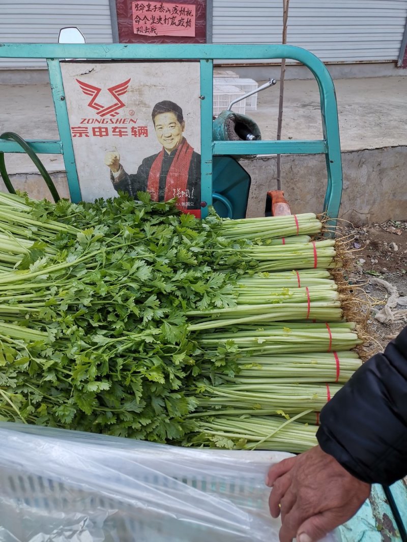 芹菜优质小香芹产地大量供应中对接批发市场，商超
