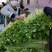 芹菜优质小香芹产地大量供应中对接批发市场,商超