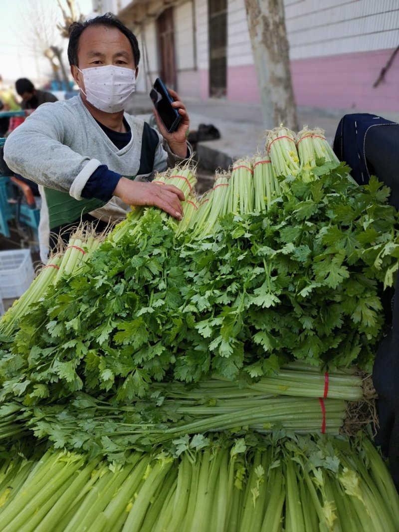 芹菜优质小香芹产地大量供应中对接批发市场，商超