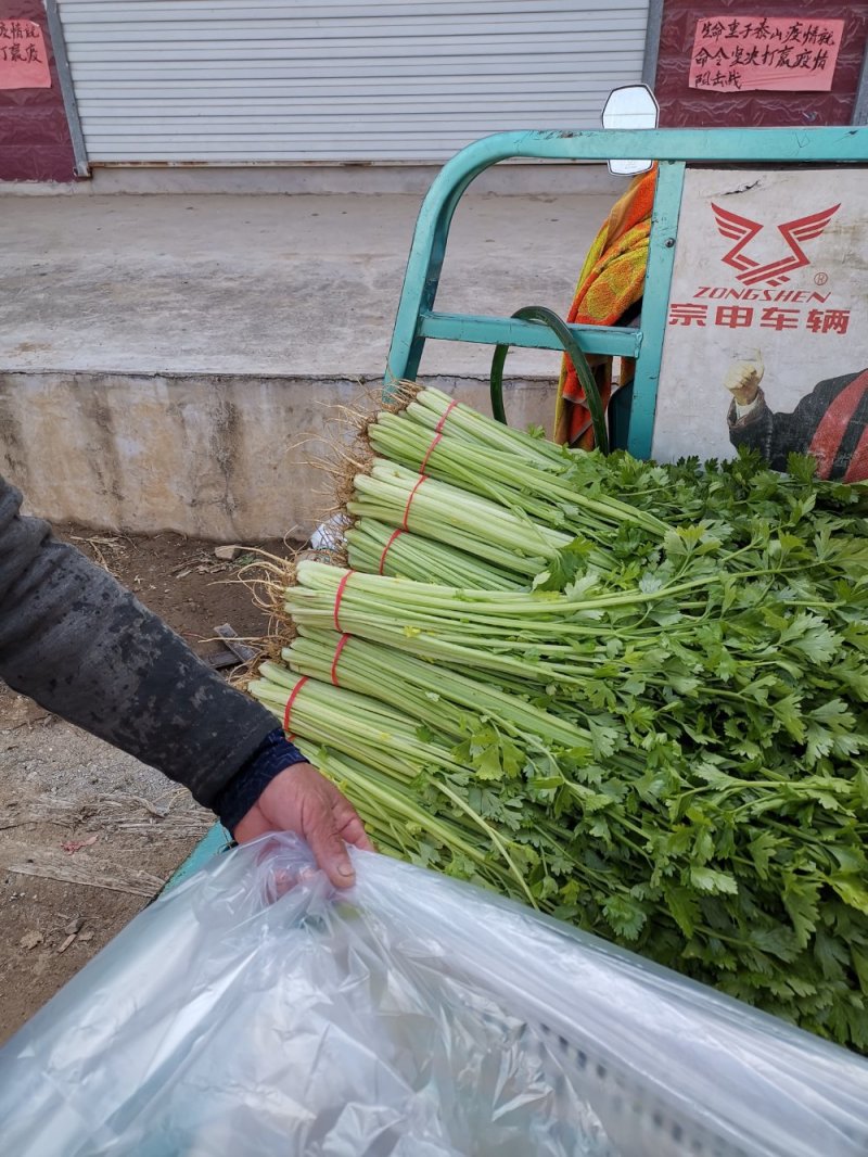芹菜优质小香芹产地大量供应中对接批发市场，商超