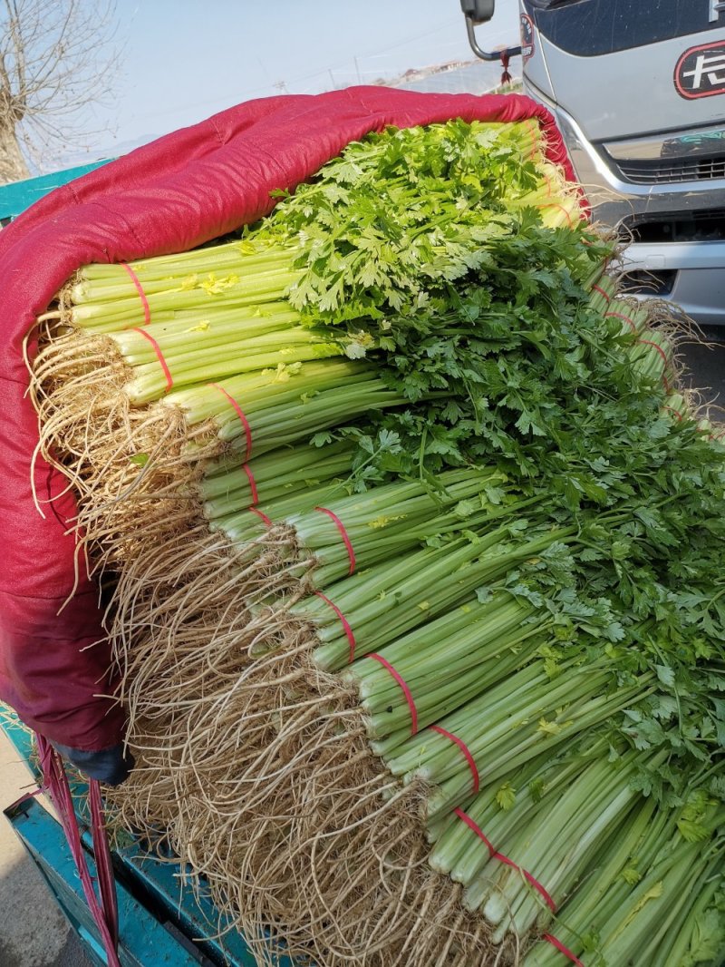 芹菜优质小香芹产地大量供应中对接批发市场，商超