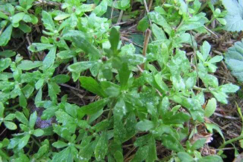 鹅不食草正品鹅不食草粉段饿不吃草中药材农家初选