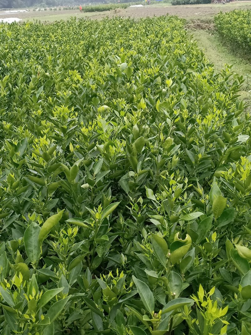 正宗广东德庆贡柑树苗