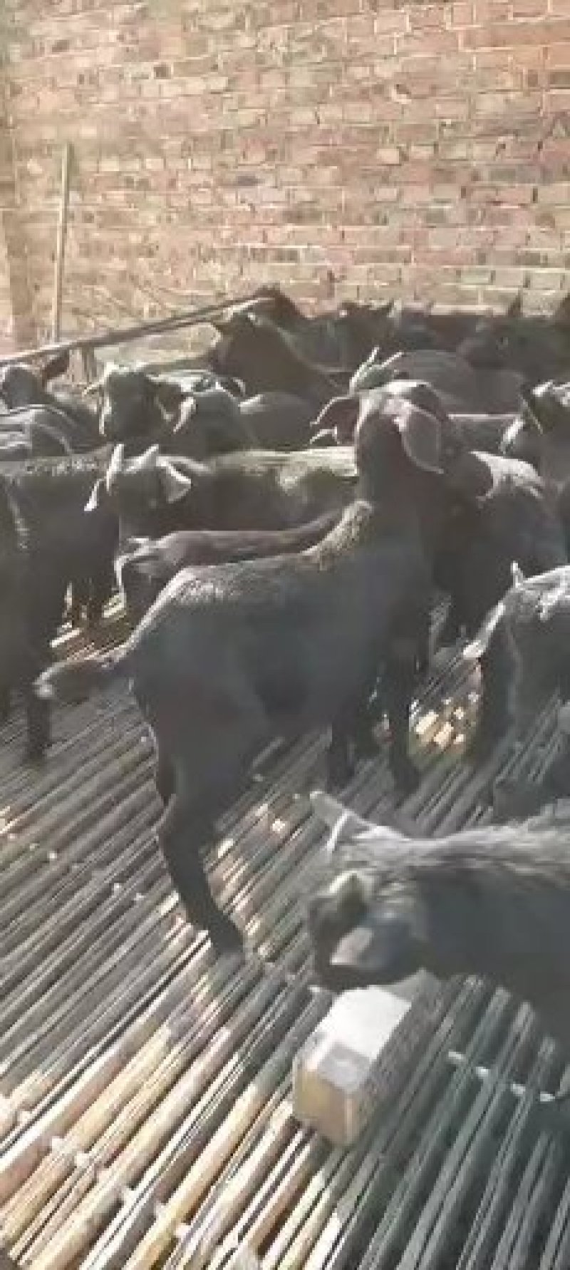 纯种努比亚黑山羊努比亚羊苗