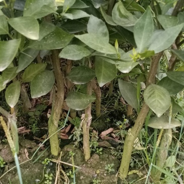 正宗广西武鸣沃柑苗50~60cm