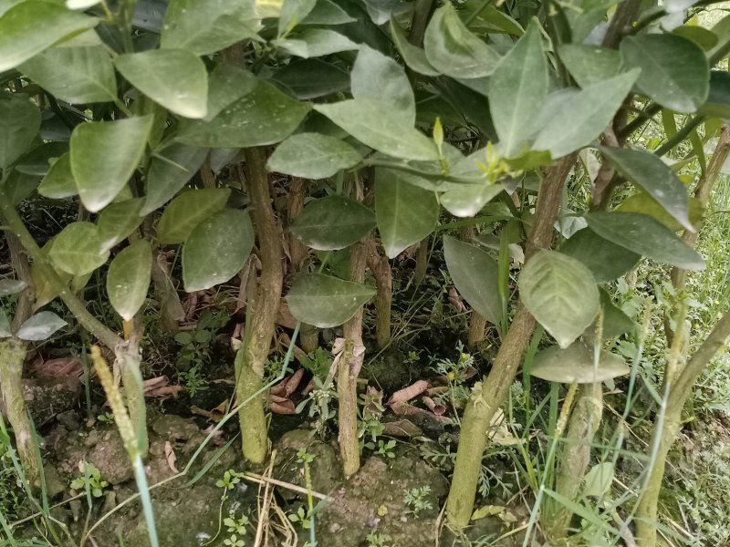 正宗广西武鸣沃柑苗50~60cm