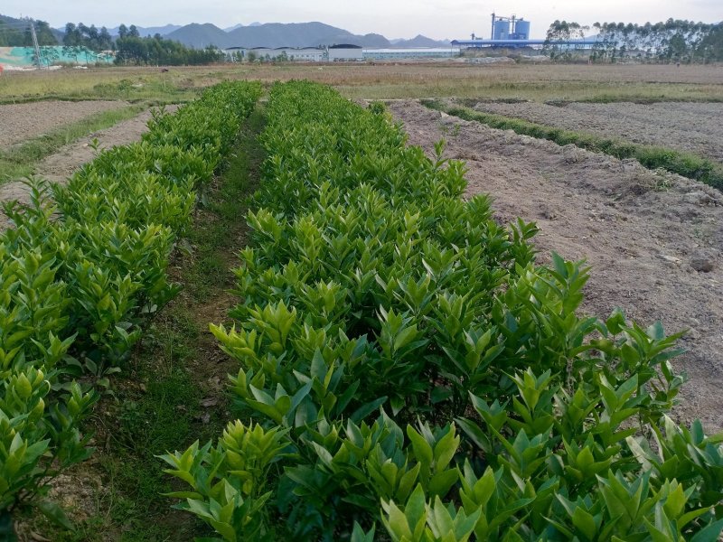 正宗广西武鸣沃柑苗50~60cm
