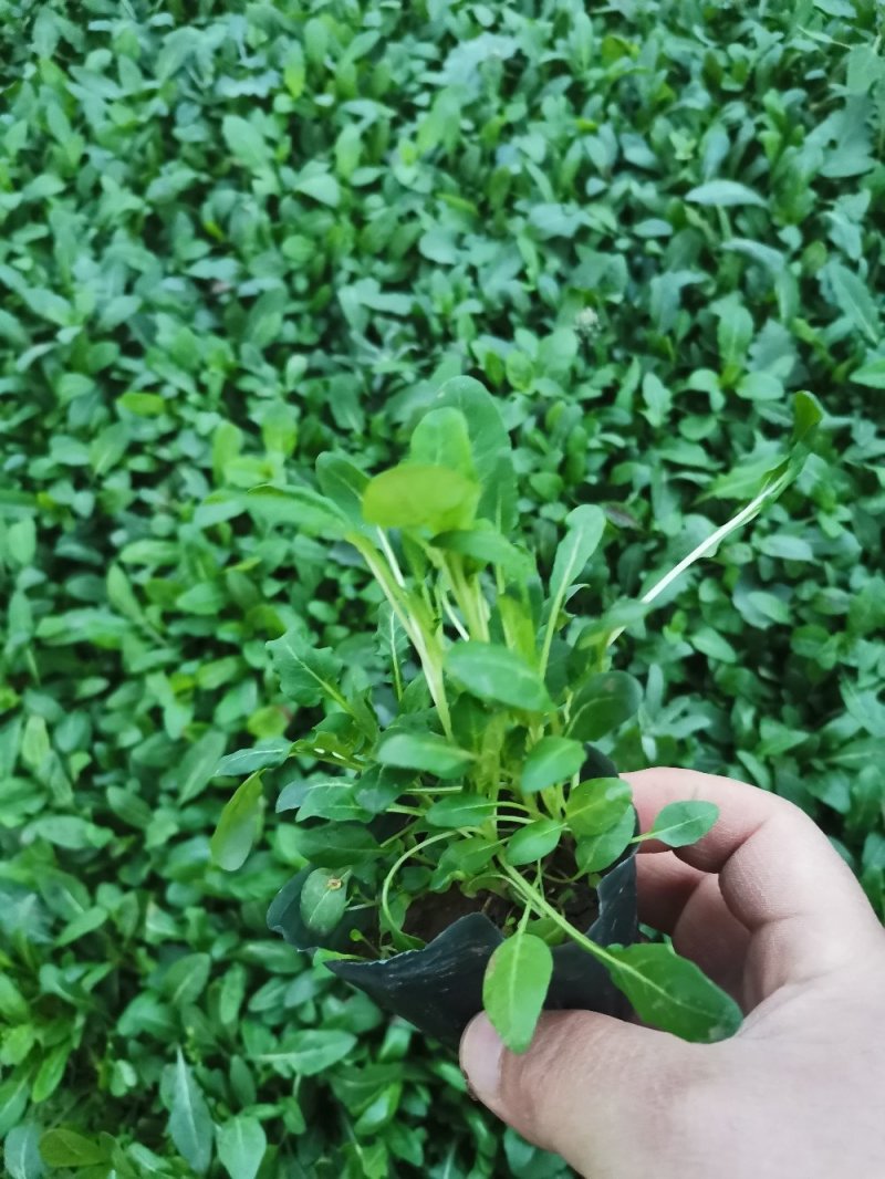 美丽月见草月见草宿根草花多年生耐寒花草