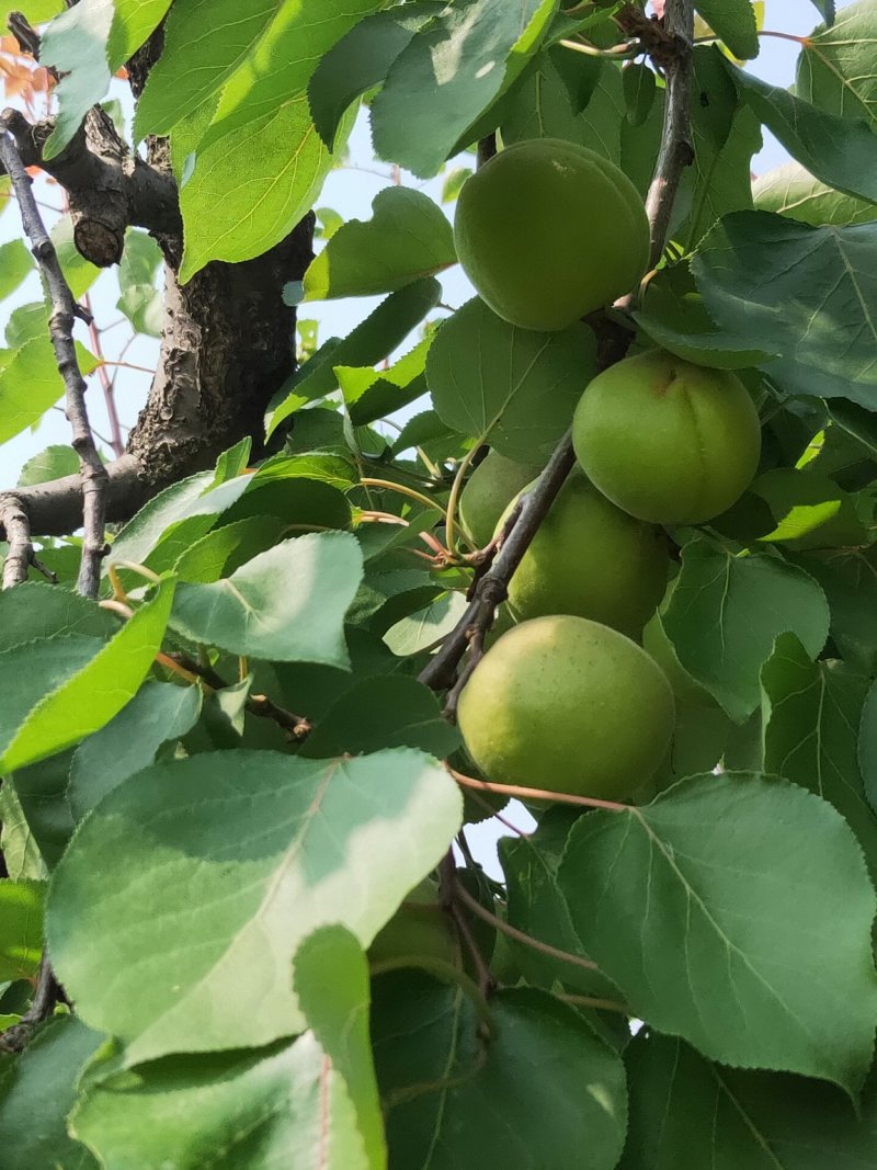 青杏优质金太阳杏，青杏现已大量上市量大个头均匀