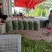 青杏优质金太阳杏,青杏现已大量上市量大个头均匀