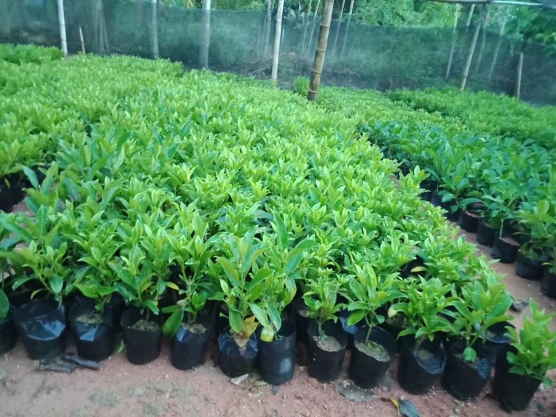 非洲茉莉，非洲茉莉球，非洲茉莉袋苗，带土发货，裸根发货