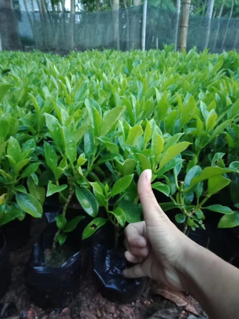 非洲茉莉，非洲茉莉球，非洲茉莉袋苗，带土发货，裸根发货