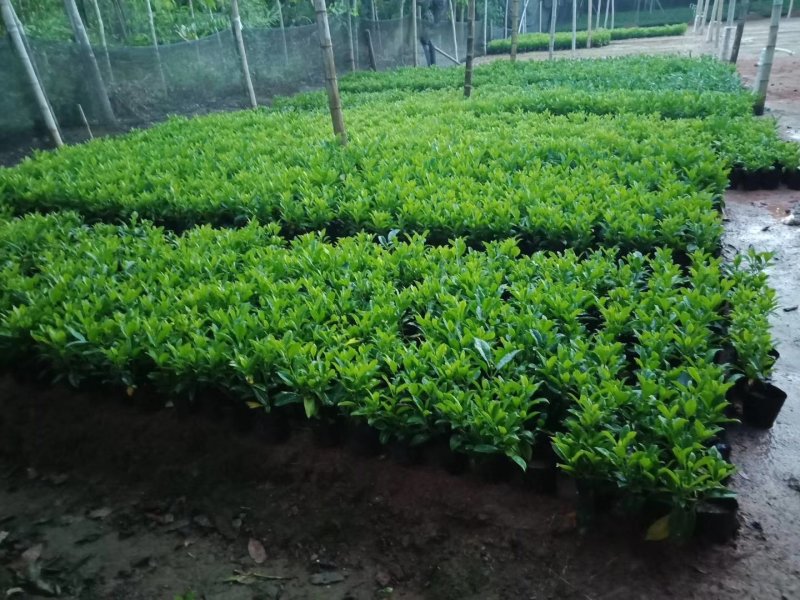 非洲茉莉，非洲茉莉球，非洲茉莉袋苗，带土发货，裸根发货