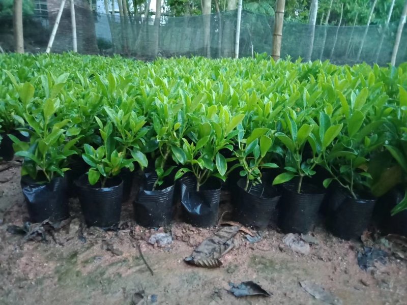 非洲茉莉，非洲茉莉球，非洲茉莉袋苗，带土发货，裸根发货