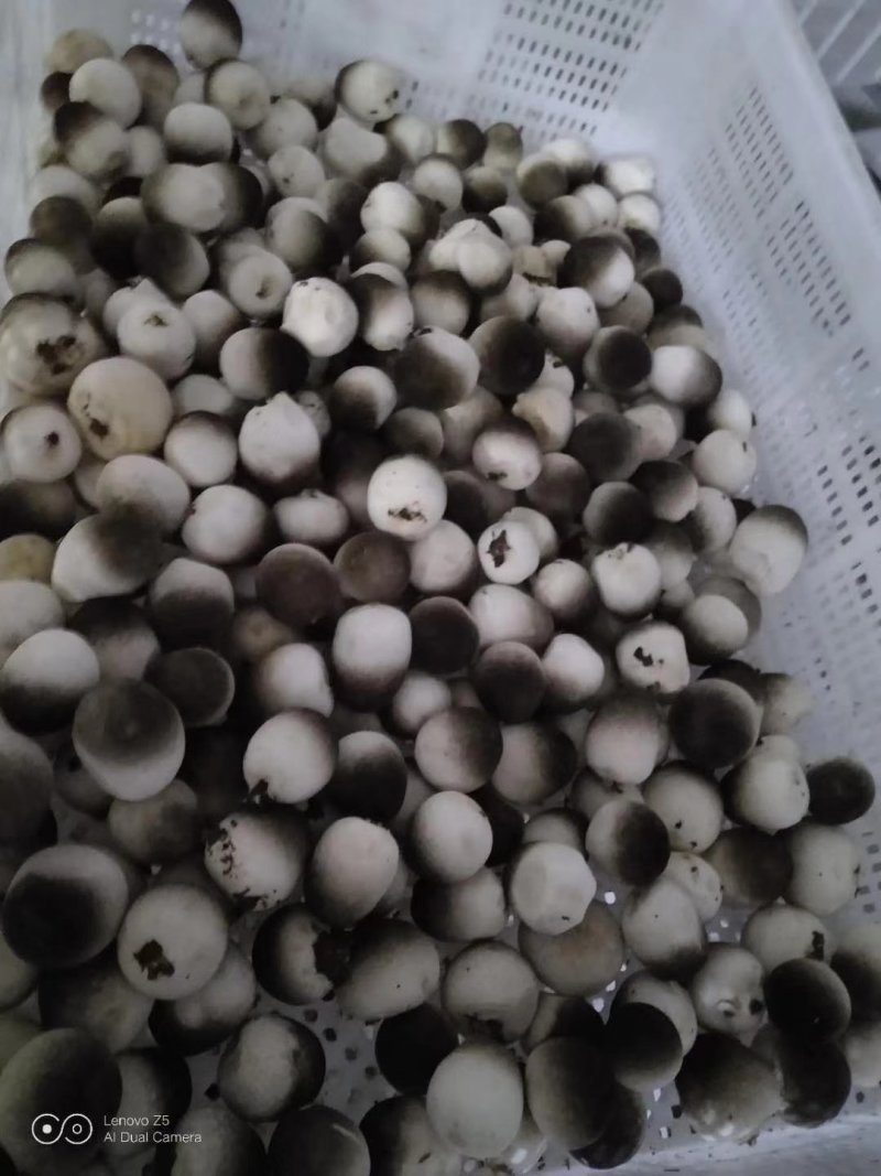 鲜草菇