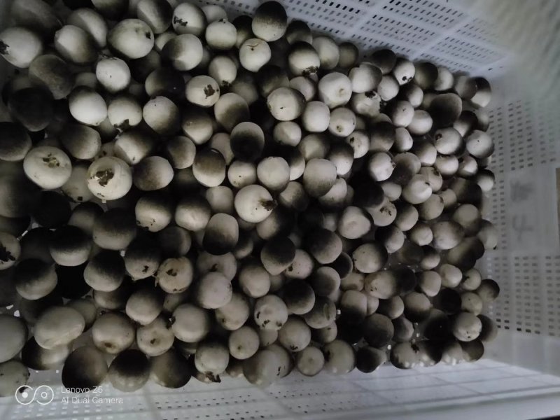 鲜草菇