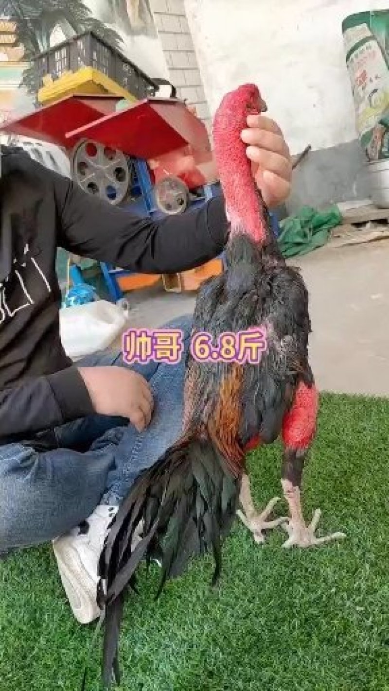 斗鸡6~7斤