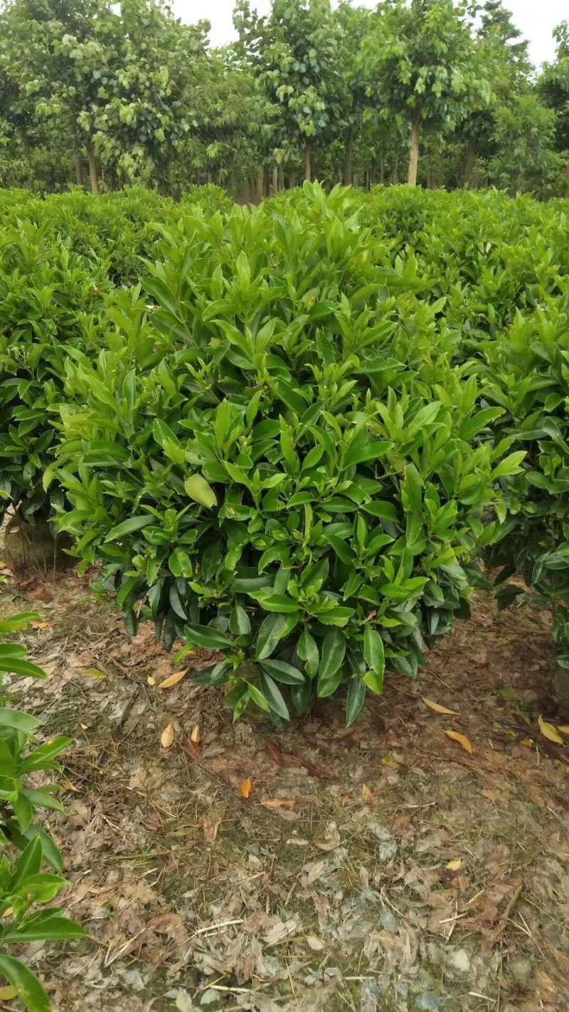 非洲茉莉，非洲茉莉球，非洲茉莉袋苗，带土发货，裸根发货