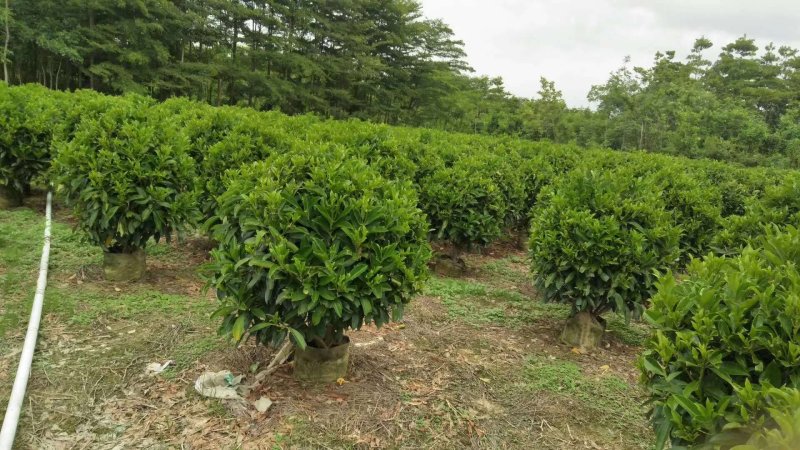 非洲茉莉，非洲茉莉球，非洲茉莉袋苗，带土发货，裸根发货