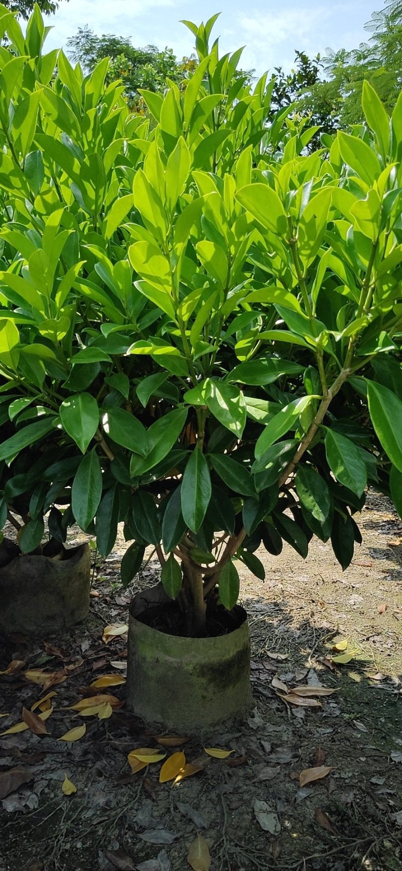 非洲茉莉，非洲茉莉球，非洲茉莉袋苗，带土发货，裸根发货