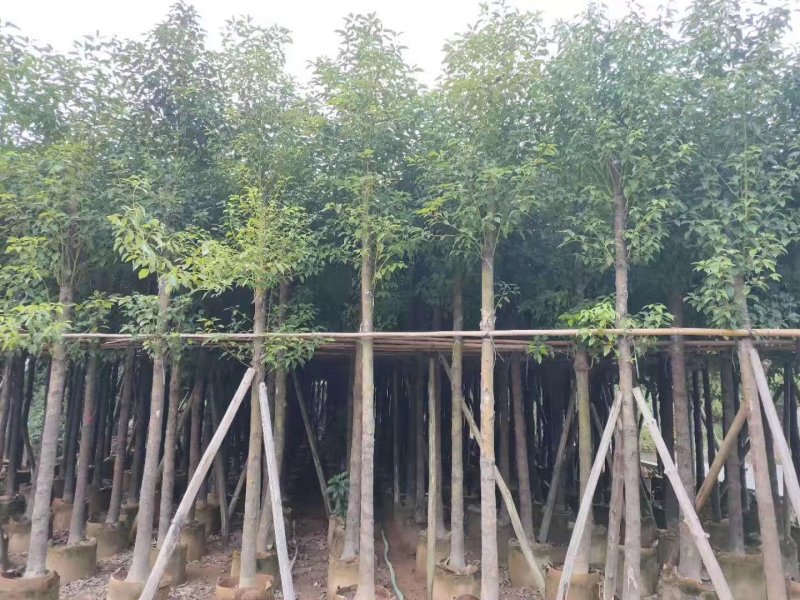 香樟，小袋苗，假植苗，光杆苗，骨架苗。各种规格。