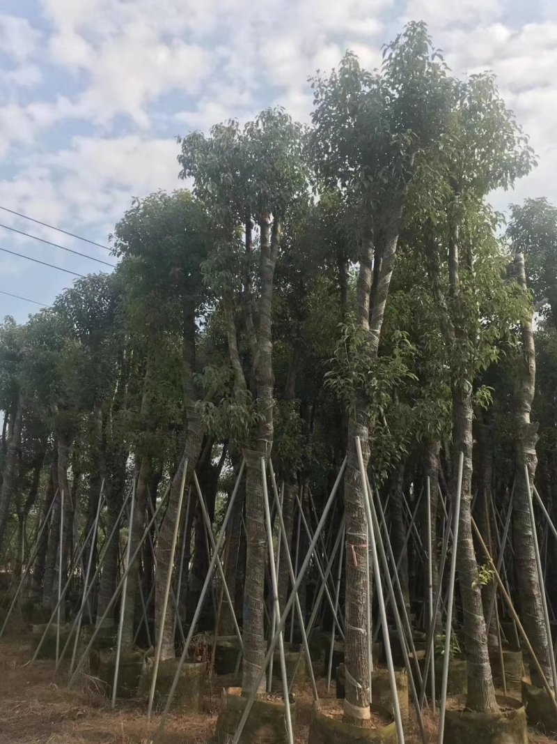 香樟，小袋苗，假植苗，光杆苗，骨架苗。各种规格。