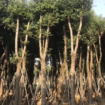 香樟，小袋苗，假植苗，光杆苗，骨架苗。各种规格。