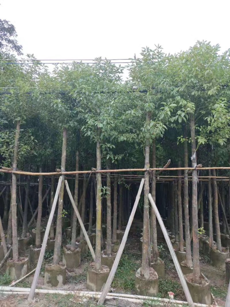 香樟，小袋苗，假植苗，光杆苗，骨架苗。各种规格。