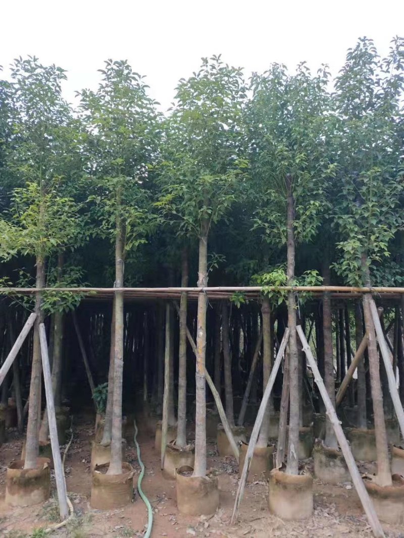 香樟，小袋苗，假植苗，光杆苗，骨架苗。各种规格。