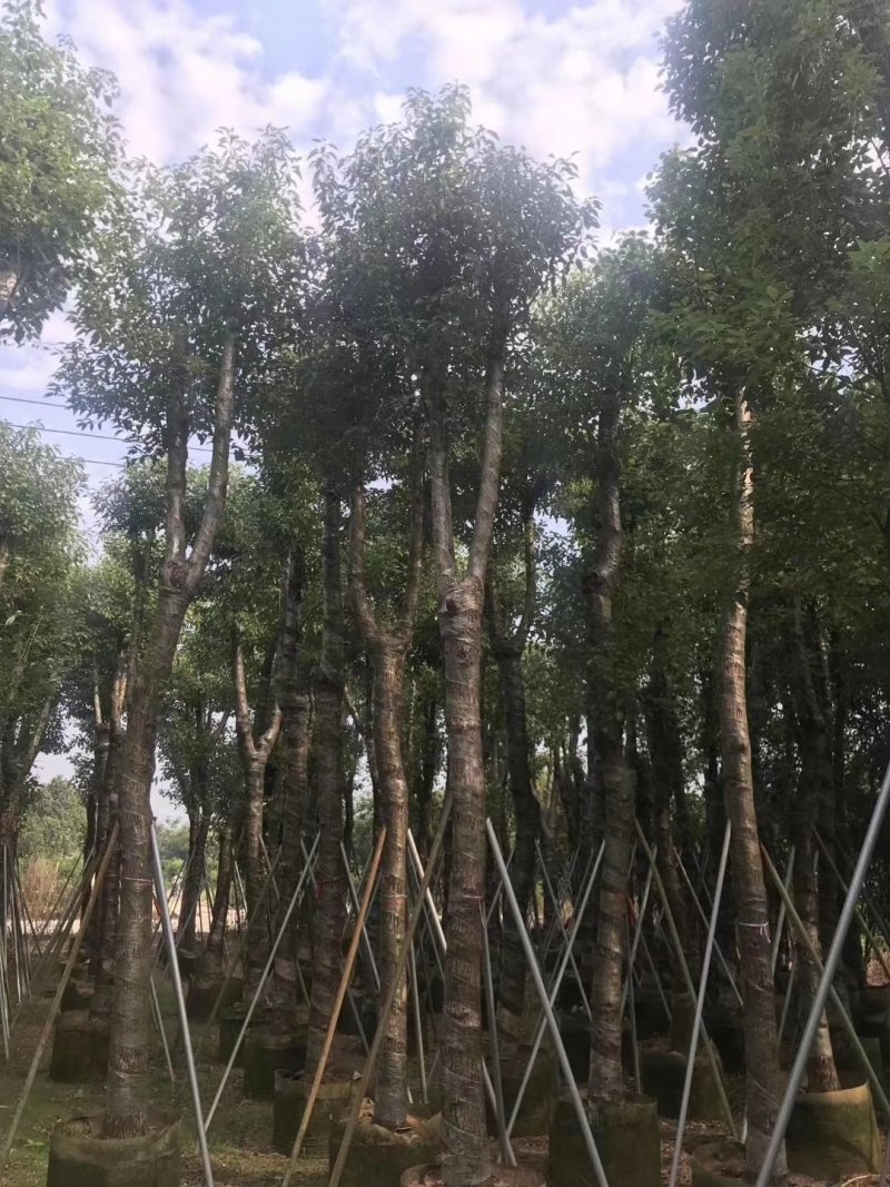 香樟，小袋苗，假植苗，光杆苗，骨架苗。各种规格。