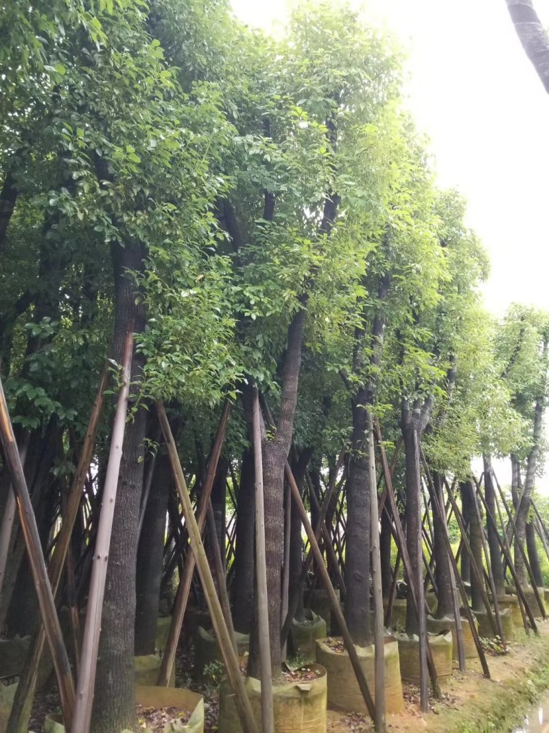 香樟，小袋苗，假植苗，光杆苗，骨架苗。各种规格。