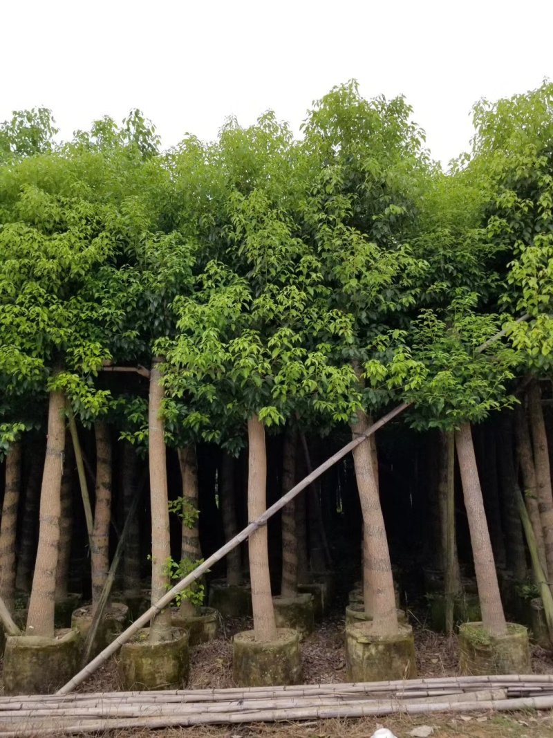 香樟，小袋苗，假植苗，光杆苗，骨架苗。各种规格。