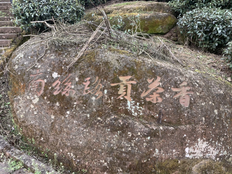 贡茶