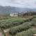 贡茶