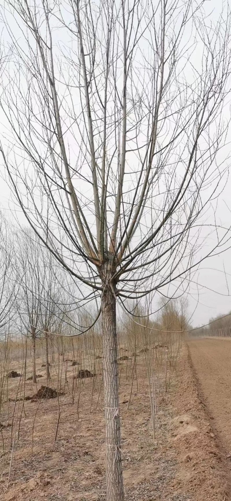 发冒旱柳